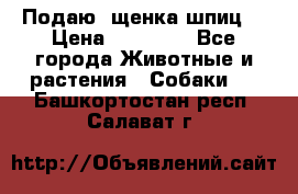 Подаю. щенка шпиц  › Цена ­ 27 000 - Все города Животные и растения » Собаки   . Башкортостан респ.,Салават г.